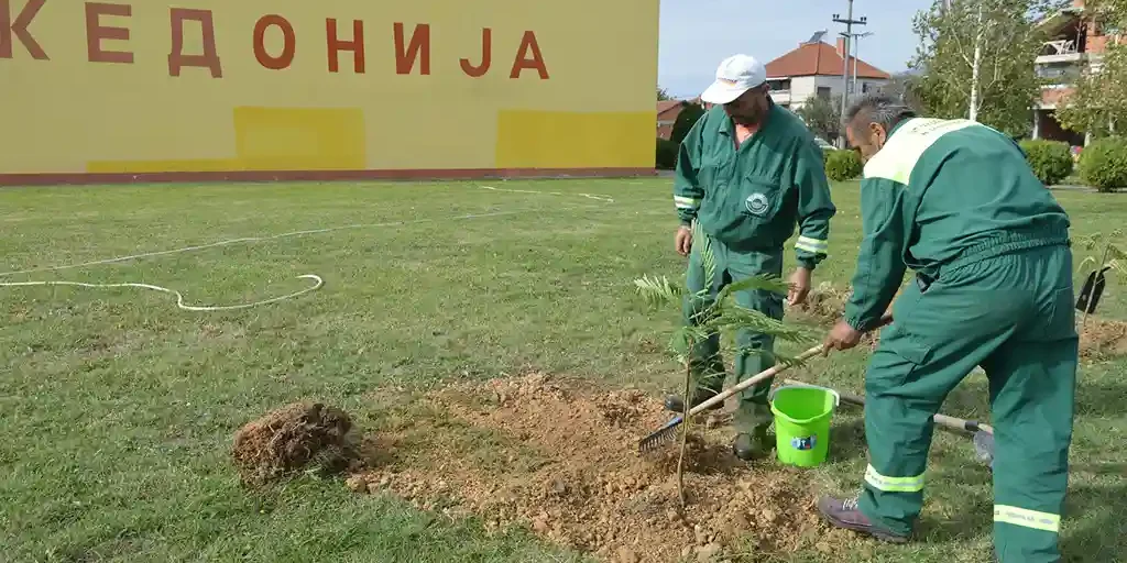 sadenje sadnici- (8)